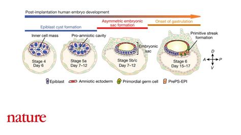 Human Blastocyst Implantation