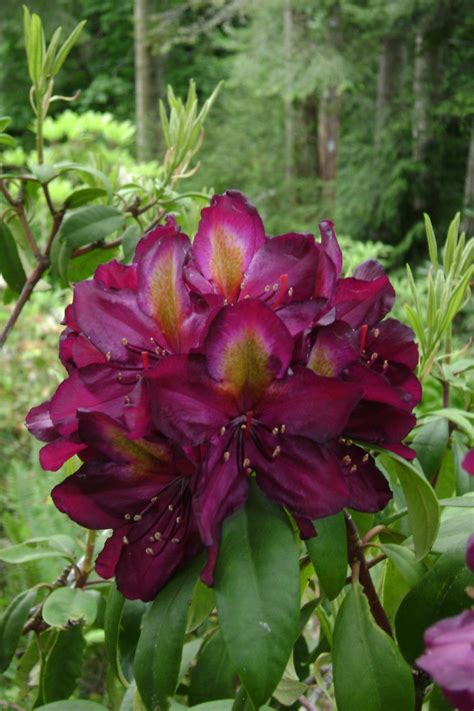 Rhododendrons: Plant Care and Collection of Varieties - Garden.org