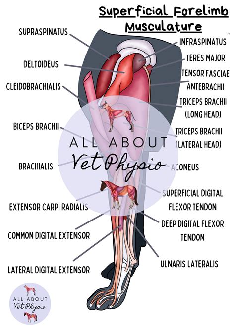 Dog Forelimb Anatomy Terms