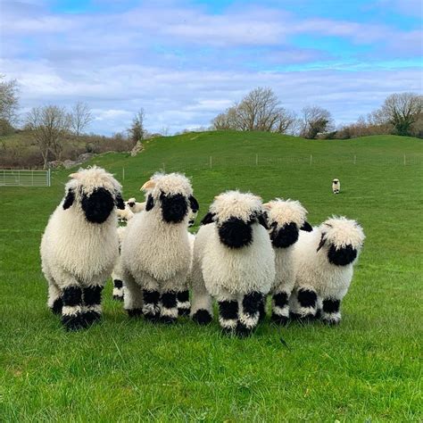 Black Nosed Valais Sheep For Sale - JerricaAkshat