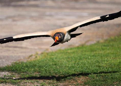 34 King Vulture Facts: World's Most Colorful Vulture (Sarcoramphus papa ...