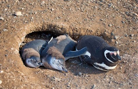 Magellanic penguin | Size, Adaptations, & Facts | Britannica