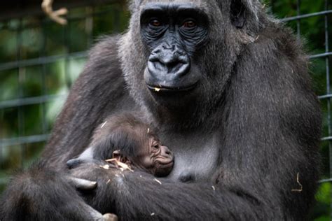 Baby Western Lowland Gorilla Born At Chessington World Of Adventures ...