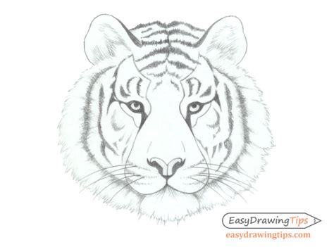 Easy Tiger Face Drawing