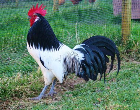 Lakenvelder | Chickens and roosters, Chickens backyard, Beautiful chickens