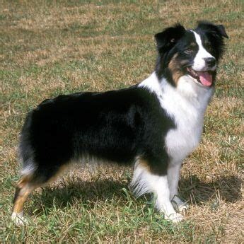 55+ Border Collie Mini Aussie Mix - l2sanpiero