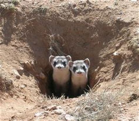 Two black footed ferrets exploring outside their burrow - The Endangered Black Footed Ferret ...