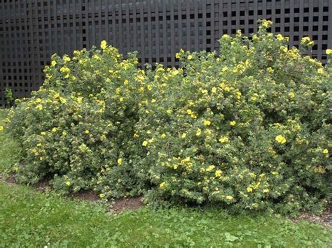 How To Plant And Care For Potentilla - Best Landscape Ideas