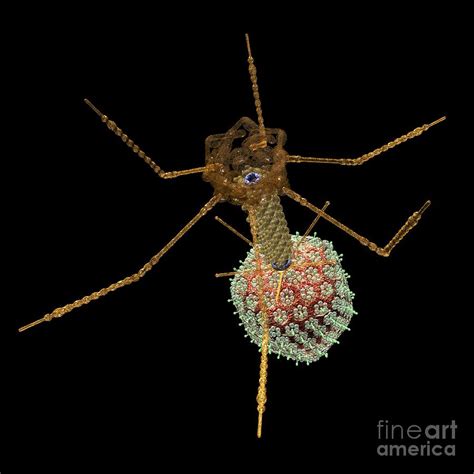 Bacteriophage T4, Artwork Photograph by Russell Kightley - Fine Art America