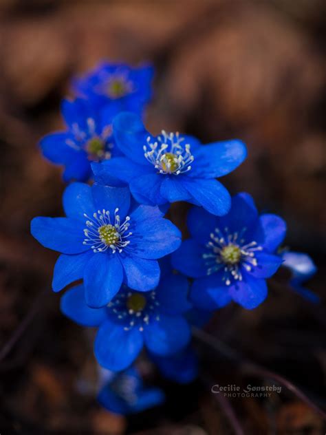 Cluster of blue | Beautiful flowers, Flowers, Cluster