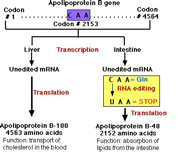 RNA Editing