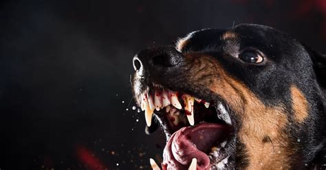 Rottweiler Teeth: Everything You Need to Know - AZ Animals