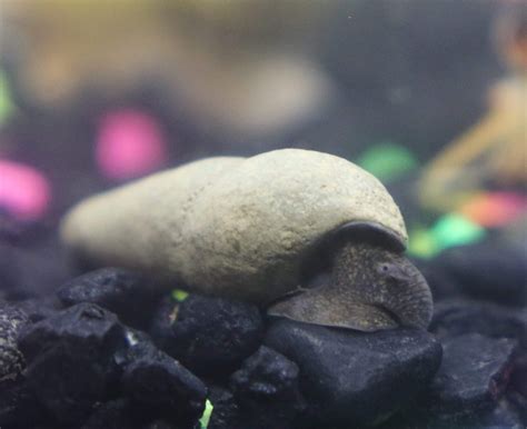 10 Amazing Rabbit Snail Colors (With Pictures!) - The Aquarium Keeper