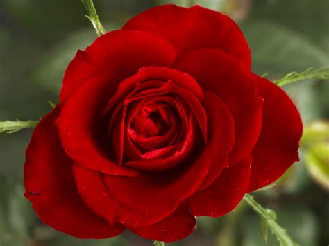 File:Small Red Rose.JPG - Wikimedia Commons