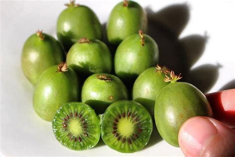 Kiwi Berries Are Going To Be Your New Fruit Obsession