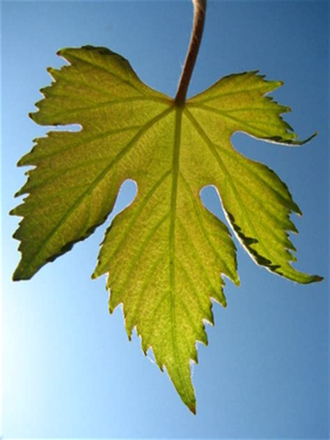 Grape Leaf Identification | Garden Guides