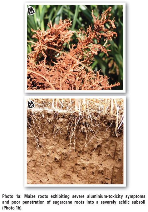 Soil acidity and its management in crop production