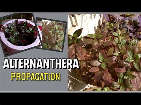 Alternanthera plant care and propagation - YouTube