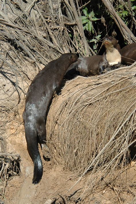 Giant otter shrew - Alchetron, The Free Social Encyclopedia