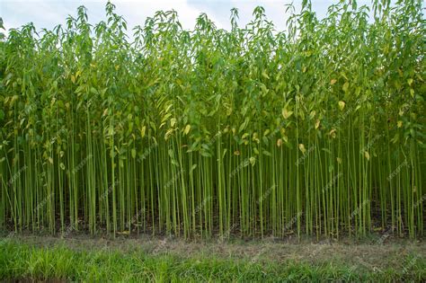 Premium Photo | Green jute Plantation field. Raw Jute plant Texture background