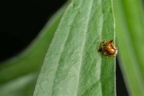 Ladybug on the leaf 1897546 Stock Photo at Vecteezy