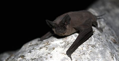 Cave life: creatures that lurk in the shadows | Natural History Museum