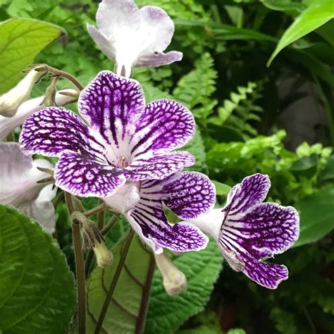 Growing Healthy Streptocarpus (Cape Primroses)