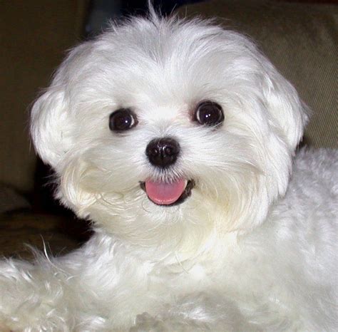 8 best Maltese Haircuts images on Pinterest | Maltese puppies, Dog haircuts and Cats