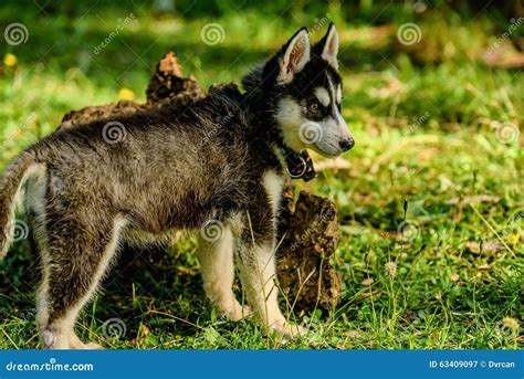 Cute Husky Puppy Playing in the Park Stock Image - Image of malamute ...