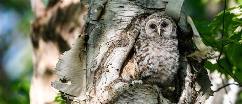 Barred Owl - American Bird Conservancy