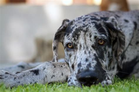 What is a Merle Great Dane | How to recognize | Merle coat variations