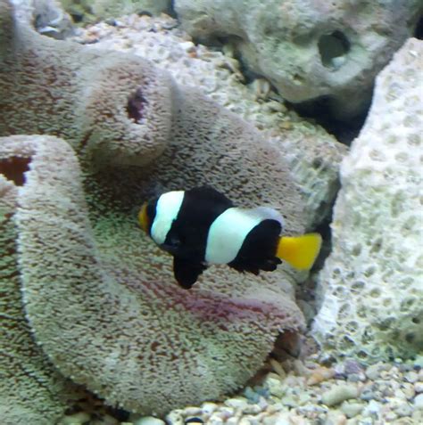 30 Different Types of Clownfish (With Pictures): Clownfish Species ...