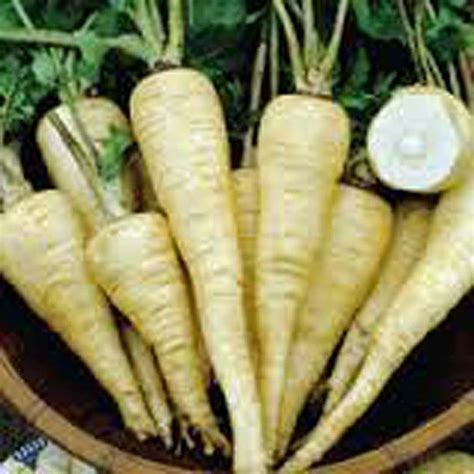 Parsnip Seeds, All American Parsnip Seeds, Heirloom, NON-GMO Seeds, Country Creek Acres - Etsy