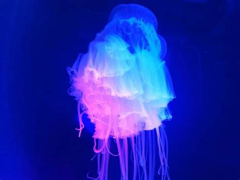 Pink meanie jellyfish at Two Oceans Aquarium - mapmyway