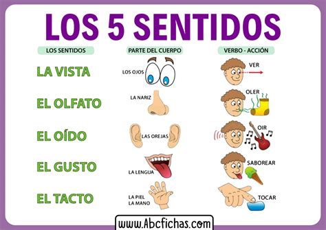 Explicación de Los 5 Sentidos para Niños Pequeños