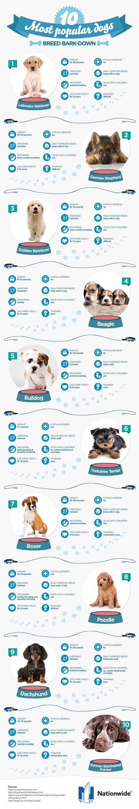 A Breakdown Of The 10 Most Popular Dog Breeds | Daily Infographic