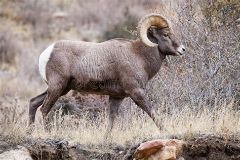 Mammals of Colorado. Colorado Rocky Mountain Bighorn Sheep Stock Photo - Image of mating ...