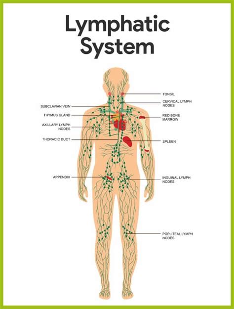 Pin on Anatomy