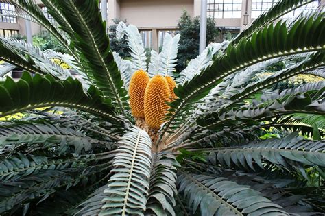 The King of Our Conservatory | Longwood Gardens