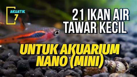 21 IKAN AIR TAWAR KECIL UNTUK AKUARIUM NANO (MINI) | AKUATIK7 - YouTube