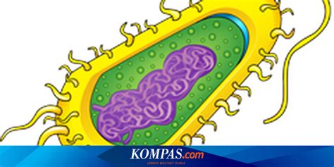 Struktur Sel Prokariotik dan Eukariotik - TrendRadars Indonesia