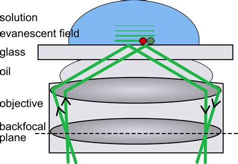 Total internal reflection fluorescence microscopy (TIRF) - WUR