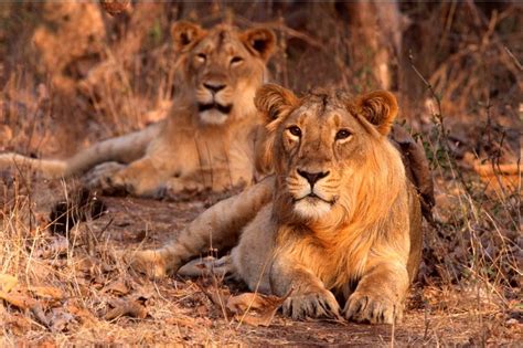 Sasan Gir Nationalpark mit Löwen | Gujarat Wildlife Reisen