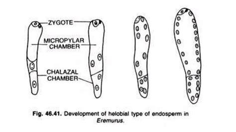 Endosperm development | PPT