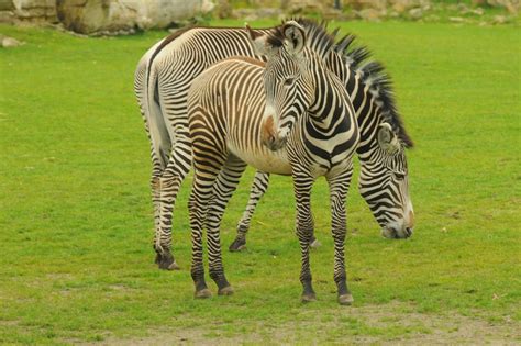Free Images : adventure, animal, wildlife, zoo, fauna, savanna, zebra, grassland, safari, horse ...