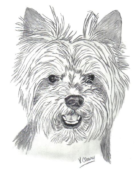 How To Draw A Realistic Yorkie