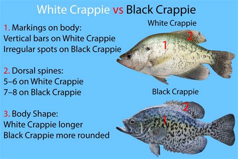 White Crappie vs. Black Crappie: All You Need to Know (Updated 2023)