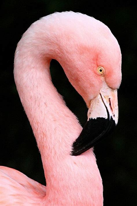 Flamingos eat shrimp and algae, which contain carotene. Carotene is the ...