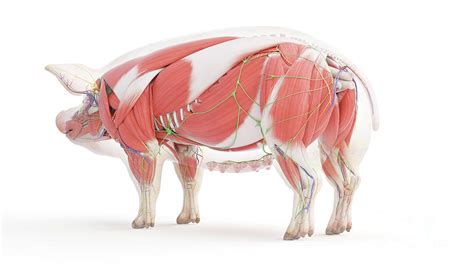 Pig Anatomy Photograph by Sebastian Kaulitzki/science Photo Library ...