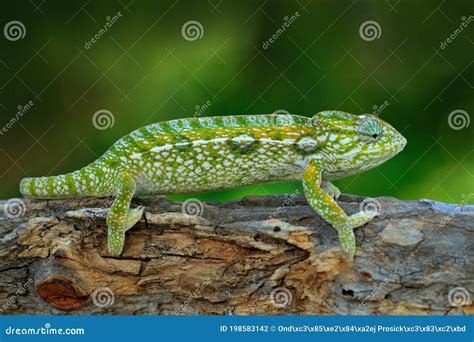 Furcifer Lateralis, Carpet Chameleon, Sitting on the Branch in Forest ...